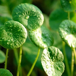Gotu kola