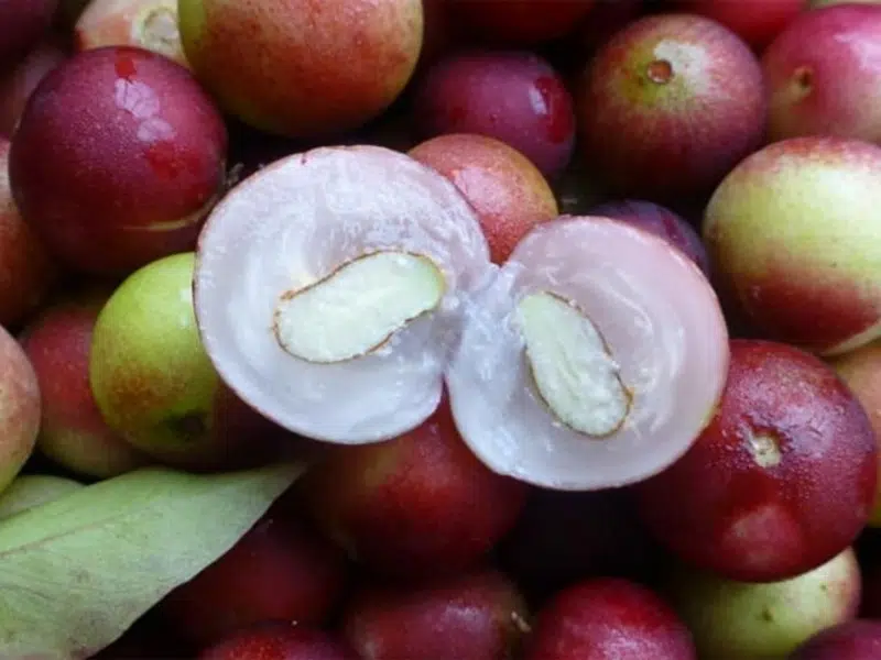 A camu camu kimagasló C-vitamin-tartalmú gyümölcs 1 A camu camu kimagasló C-vitamin-tartalmú gyümölcs