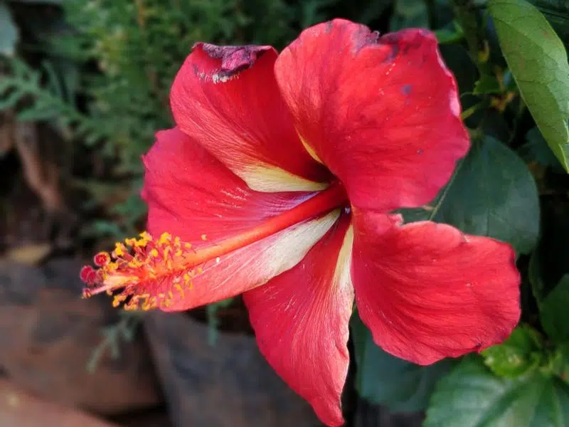 A hibiszkusz vérnyomáscsökkentő és vizelethajtó hatású 1 A hibiszkusz vérnyomáscsökkentő és vizelethajtó hatású