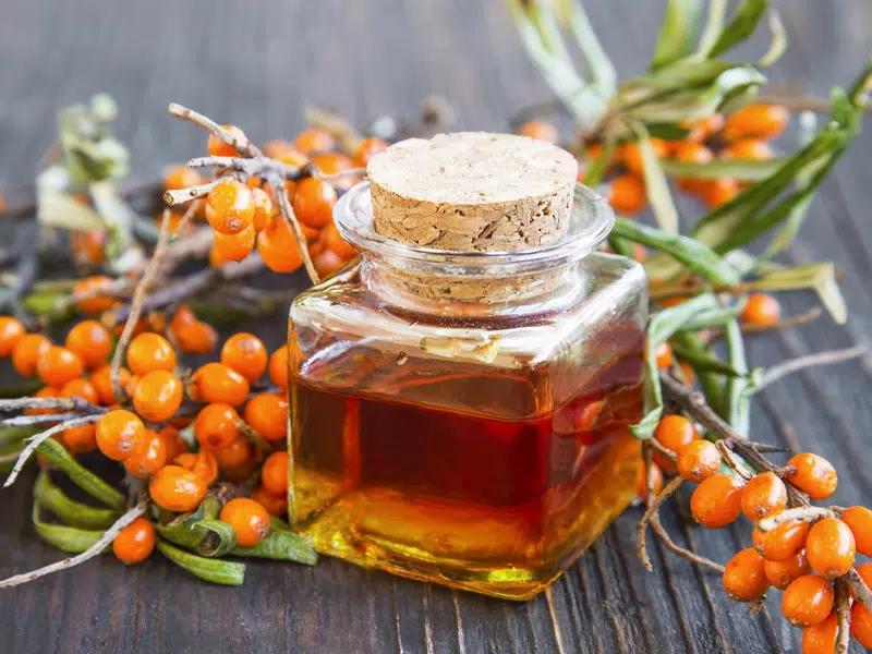 A homoktövis C-vitamin-tartalma többszöröse a citrusféléknek