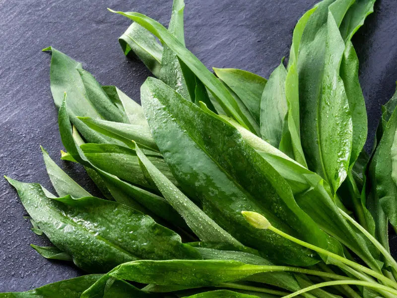 A medvehagyma természetes antibiotikus hatású 1 A medvehagyma természetes antibiotikus hatású