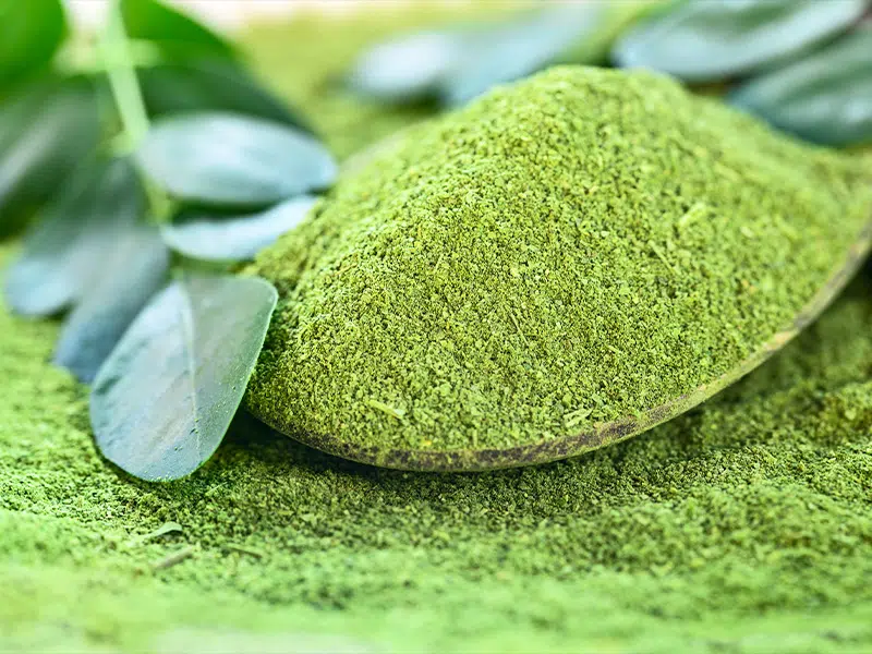 A moringa tápláló, erősítő és energizáló hatású növény