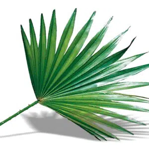 Natur Tanya Fűrészpálma olaj kapszula - 60db