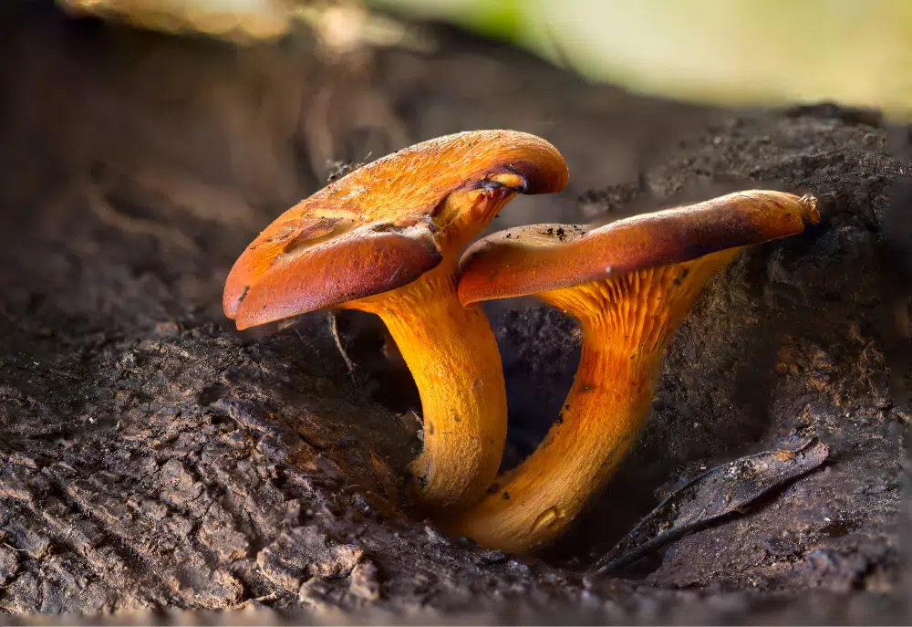 Ganoderma: Természetes immunerősítő és stresszcsökkentő gyógygomba 1 ganoderma hatasa