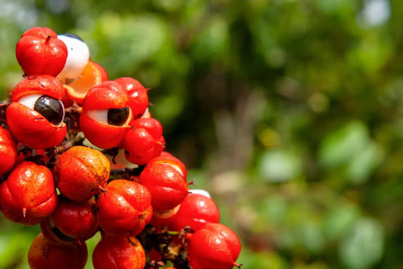 A guarana hatása a szervezetre: Tartós energia és fókusz!