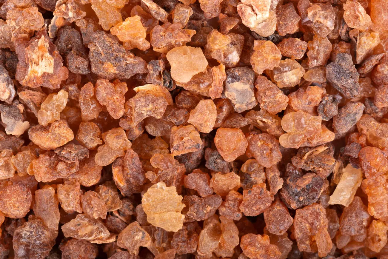 Ez a balzsamos gyanta az ájurvédikus gyógyászat egyik legnagyobb sztárja. Mire jó a guggul? Ez a balzsamos gyanta az ájurvédikus gyógyászat egyik legnagyobb sztárja. Mire jó a guggul?